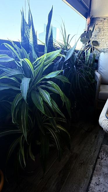 dibcək gul: Böyük ölçülü otaq bitkiləri dəsti 1ededi 80manatdi - Növ: Dracaena — 2
