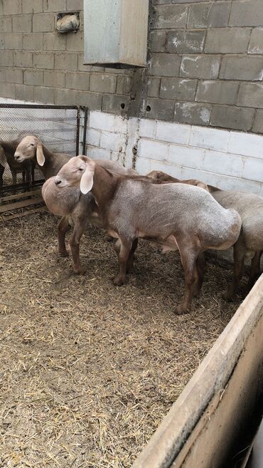 Бараны, овцы: Продаю | Баран (самец) | Арашан | Для разведения | Племенные — 4