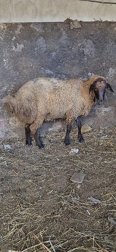 Qoyunlar, qoçlar: 3 eded qoçlar cavan heyvanlardi 1inin 1yaşi olub qalanlari cavandi — 4