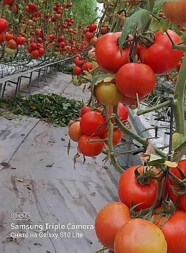 Удобрения и садовая химия: Удобрение Самовывоз — 2