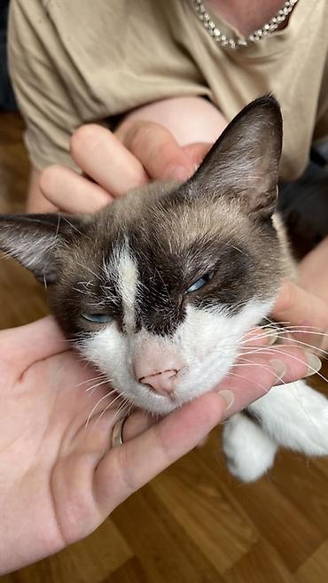 сиямский кошка: Кошка даром: Сиамская, 1 год, Мальчик, Кастрирована, Приучена к лотку, Проглистована — 5