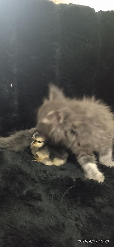 Продажа кошек: Мейн-кун, 1 месяц, Девочка — 19