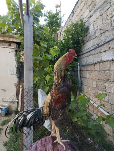 Digər quşlar: 🐓