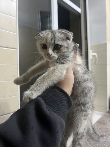 купить котят в бишкеке: Кошка даром: Беспородная, 3 месяца, Девочка