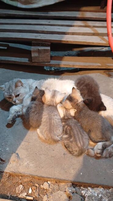 кошку ош: Беспородная, 1 месяц, Девочка, Серый