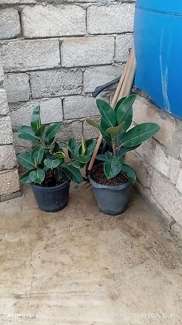 Gumlu Fikus (Ficus elastica) bitkiləri - Növlər: Ficus elastica