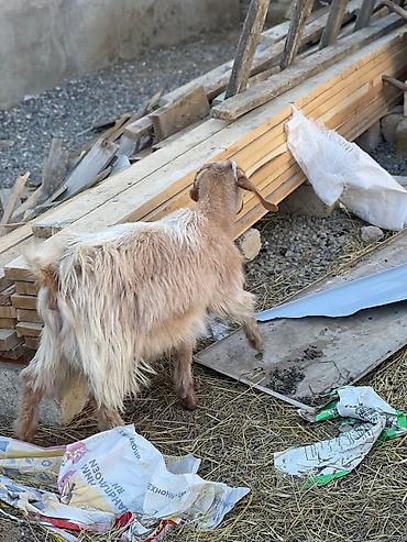 Keçilər, çəpişlər: Saanen keçiləri satılır macar sortu, rusiya sortu isveçrə sortu — 13