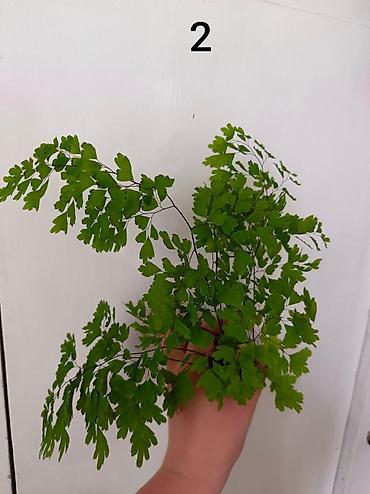 зеленый орук: 🌿 Продаю Адиантум (Венерин волос) - нежный и очень живучий! Продаю — 1