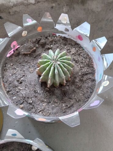 Otaq bitkiləri: Diqqetle oxuyun!! şekildeki ustu çiçekli kaktusun artirmalaridir — 6