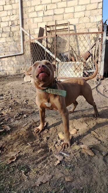 İtlər: Pitbul, 1 il, Erkek, Sənədli, Pulsuz çatdırılma — 2