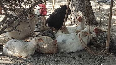 шпицы бишкек: Сатам | Тооктор, Короздор, Балапандар | Жарым брама, Бройлер, Брама | Көбөйтүү үчүн, Жумуртка туудуруу үчүн
