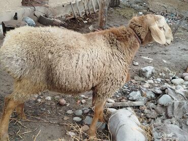 Бараны, овцы: Продаю | Овца (самка) | Для разведения | Матка — 7