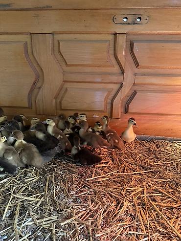 Heyvanlar: Muskovi ördək balaları (indo ducklings) - Cins: muskovi (ördəyi) — 8