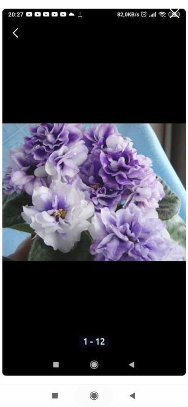 Otaq bitkiləri: 5,6 m starter — 2