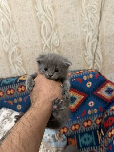 Daş yunu: Şotland yastı qulaq, Yaxşı əllərə