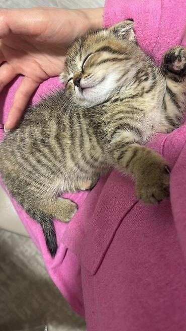 Pişiklər: Şotland — 4