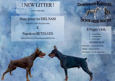 Psi: Registrovana odgajivačnica SCHWARZE MACHT nudi prelepu štenad na lalafo.rs — 14 Psi: Registrovana odgajivačnica SCHWARZE MACHT nudi prelepu štenad — 14