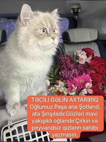 Şinşilla, Erkək, Cütləşmə üçün