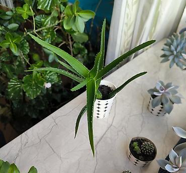 gilas bagi satilir: 🌿 Aloe arborescens satılır! 🪴 Təxminən 2 yaşlı aloe bitkisinin sağlam — 3