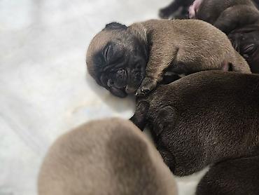 Psi: Štenci – kratkonosa rasa malog rasta (tip buldog/mops). Leglo više — 3