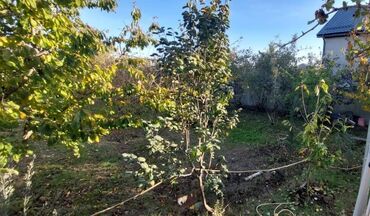 Bağ evlərinin satışı: Xudat, 45 kv. m, 2 otaqlı, Hovuzsuz, Su, İşıq, Qaz -da lalafo.az — 6 Bağ evlərinin satışı: Xudat, 45 kv. m, 2 otaqlı, Hovuzsuz, Su, İşıq, Qaz — 6