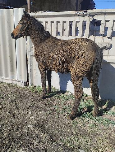 Лошади, кони: Продаю | Жеребенок | Для разведения | Племенные — 5