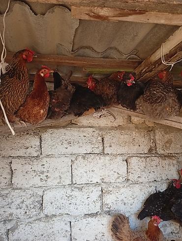 liqorin toyuqlari satilir: Məhsul: Yerli toyuqlarıdi gecen ilin fereleridi yumurtuya düşüblər — 1