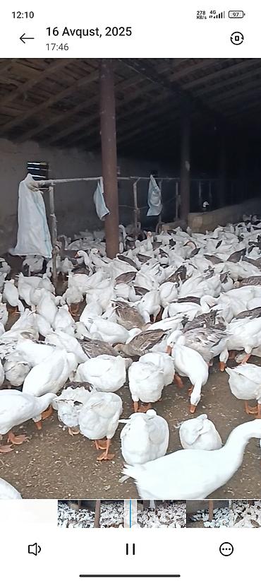 ev quşlari haqqinda melumat: Salam . 1illik linda kuban qaz surusu satılır 400ədəd qazdı tam — 7