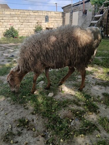 Qoyunlar, qoçlar: Dişi, il: 8, Damazlıq