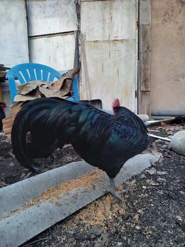 Куры, петухи: Продаю | Куры | Домашняя | Для разведения — 11