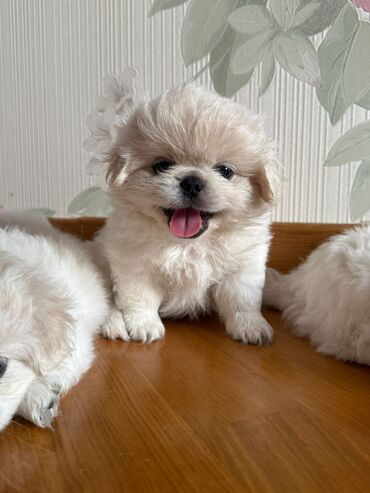 heyvanlar quba: Pekines, 1 ay, Dişi, Ünvandan götürmə