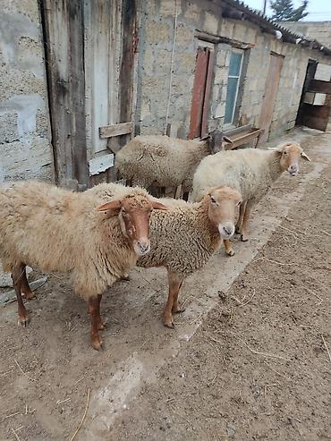 Qoyunlar, qoçlar: Dişi, il: 2 — 4