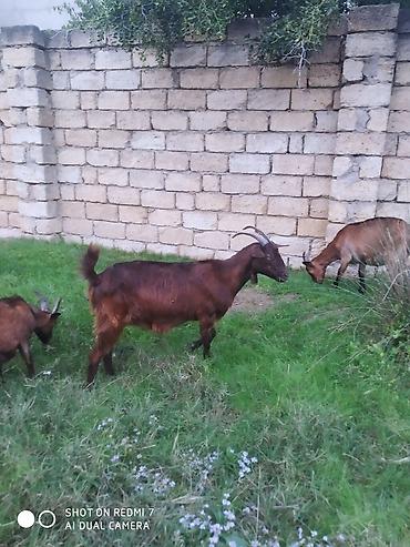 bala keçi: Alpin mələzi hələb 2 aylıq boğazdı qiyməti 650 AZN — 4