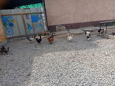 Продам с/х животных: Продаю | Куры | Домашняя | Для разведения — 7