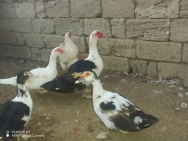 Kənd təsərrüfatı quşları: Dişi, | Lal ördək, Ətlik — 3