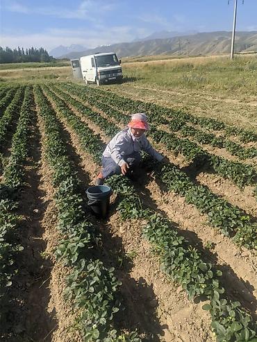 Другие специальности: Жумушчулар керек ; жумуш дыйканчылык,Клубника,малина — 19