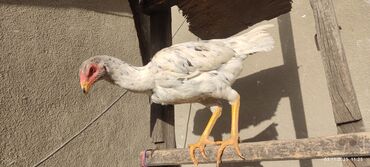 веслоухий кошка: Сатам | Тооктор | Тебиштирүүчү | Көбөйтүү үчүн