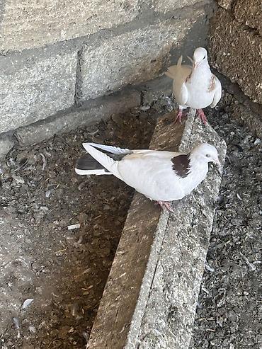 amadin qusu: Saglam heyvanlar hecbir problemi yoxdu cüt deyiller qirmizi boyun — 3