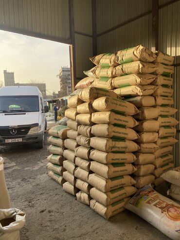 Зерновые культуры: Беде урук оптом 7 Обласка салып жоробуз ишенимду таза кепилдик бар — 2