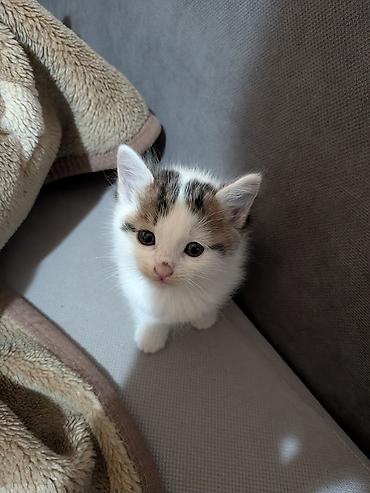 молоко для котят: 1 месяц, Девочка — 6