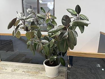 земля для: Фикус эластика (Ficus elastica) в напольном кашпо. - Крупномер с — 3