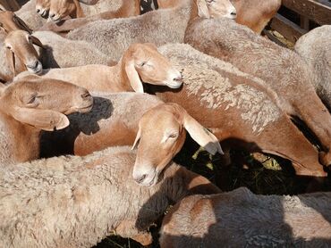продаю музоо торпок корова самка бык самец айрширская ангус алатауская на забой для разведения на откорм племенные нетель привязанные: Продаю | Овца (самка) | Арашан | Для разведения | Матка