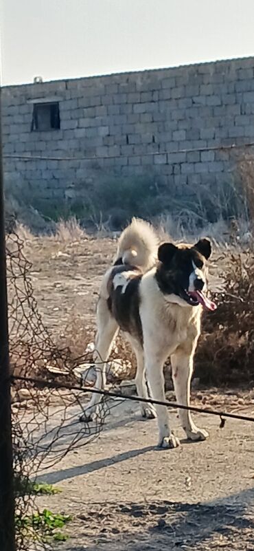 İtlər: Qurdbasar, 1 il, Erkek, Peyvəndli, Ödənişli çatdırılma — 5