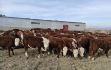 золотой ретривер щенок: Сатам | Уй (ургаачы), Бука (эркек), Кунаажын | Ангус, Герефорд, Голштин | Бордоп семиртүү үчүн, Союуга, Көбөйтүү үчүн | Асыл тукумдуу