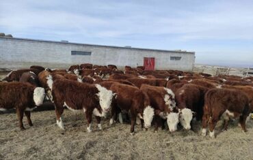 показы 1 354 72 договорная кошка даром британская короткошёрстная 1 год мальчик метис 2 позвонить написать: Сатам | Музоо, Уй (ургаачы), Бука (эркек) | Ангус, Герефорд, Голштин | Союуга, Көбөйтүү үчүн, Бордоп семиртүү үчүн | Асыл тукумдуу