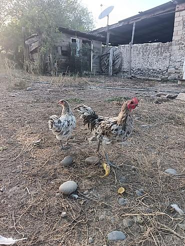 ördək balası və cücə: Məhsul: Yerli kənd toyuqları (cüt) Təsvir: - Şəkillərdə görülən 2 — 3