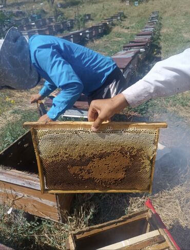 али баба: Чон Алайский мёд🍯 Чистый мёд, сертификат имеется ✅ За кг 400 сом В