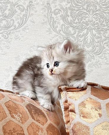 Pişiklər: Şotland — 2