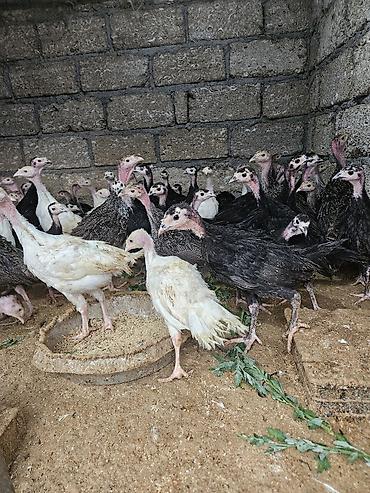 bulbul quşu satışı: Salam amerkan bronz temiz qan bunlarin erkeyi 16 kq uacan et yiga — 2
