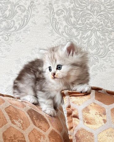 Pişiklər: Britan yastı qulaq, Erkək, Dişi, Yaxşı əllərə, Ünvandan götürmə, Pulsuz çatdırılma, Ödənişli çatdırılma — 21